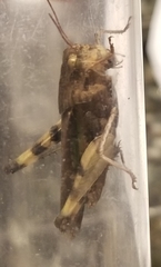 Chortophaga australior