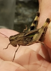 Chortophaga australior