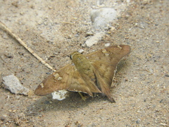 Ectomis octomaculata