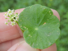 Hydrocotyle tribotrys