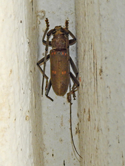 Susuacanga stigmatica