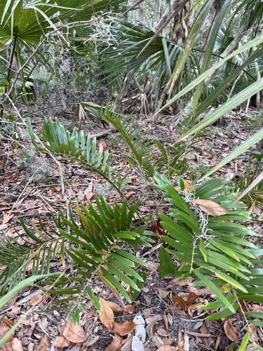 Florida coontie (Zamia integrifolia)