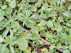 Hydrocotyle tribotrys