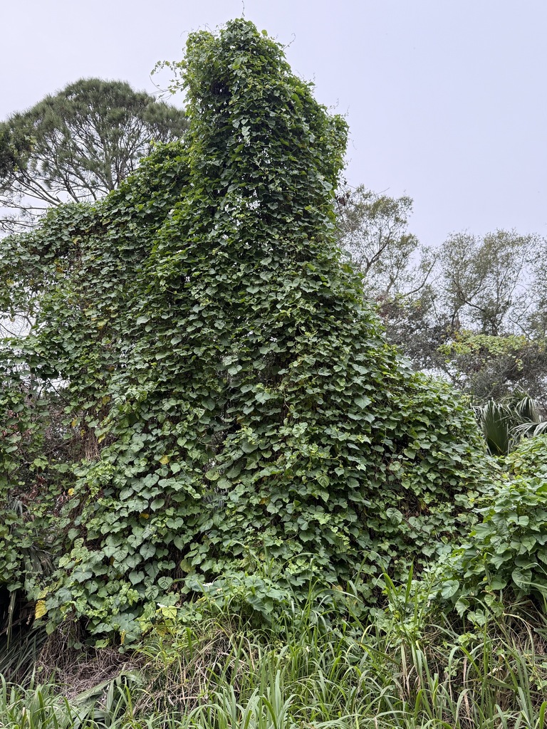 Ipomoea alba, Florida, US
