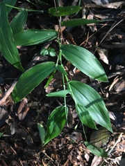 Dichanthelium boscii