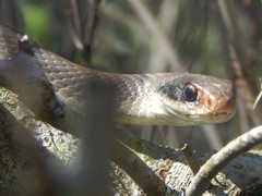 Coluber constrictor latrunculus