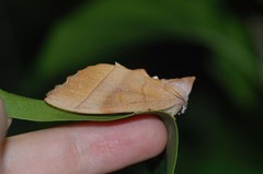 Euhampsonia cristata