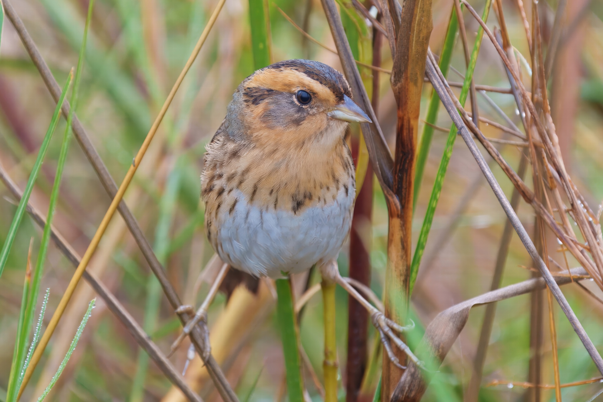 Nelson's Sparrow (Ammospiza nelsoni)