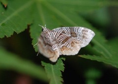 Lobogonodes complicata