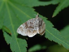 Lobogonodes complicata