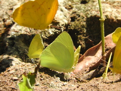 Aphrissa statira statira