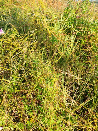 Image of Mawhai (Cassytha paniculata) by (c) Benjamin Lavin, some rights reserved (CC BY)