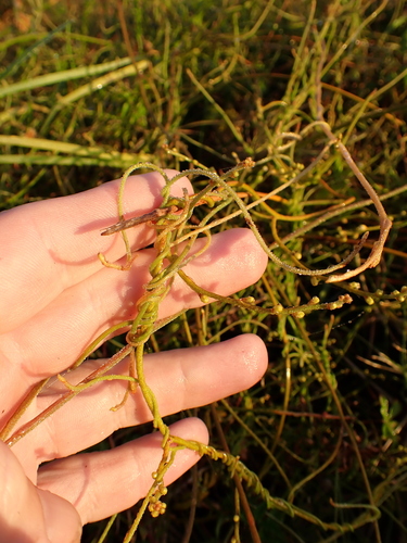 Image of Cassytha paniculata by (c) Benjamin Lavin, some rights reserved (CC BY)
