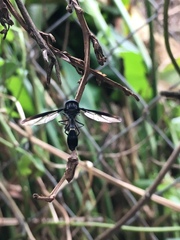Mimocalla gigantea
