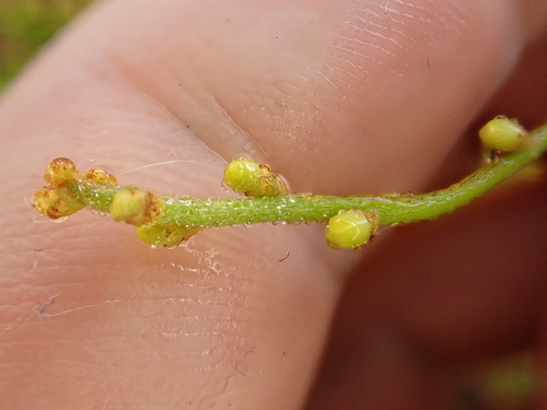Image of Mawhai (Cassytha paniculata) by (c) Benjamin Lavin, some rights reserved (CC BY)