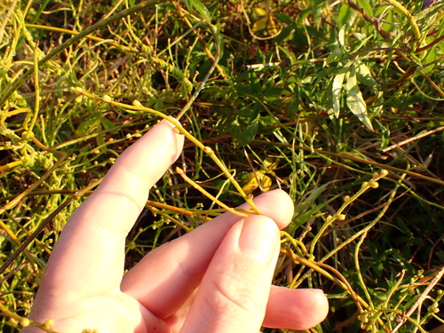 Image of Cassytha paniculata by (c) Benjamin Lavin, some rights reserved (CC BY)