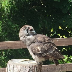 Bubo