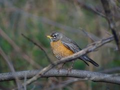 Turdus migratorius
