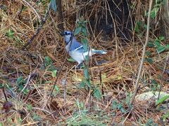 Cyanocitta cristata