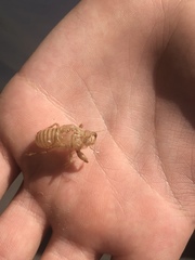 Cicada
