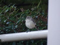 Mimus polyglottos