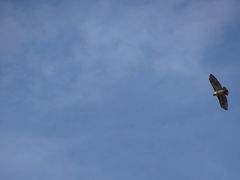 Buteo jamaicensis