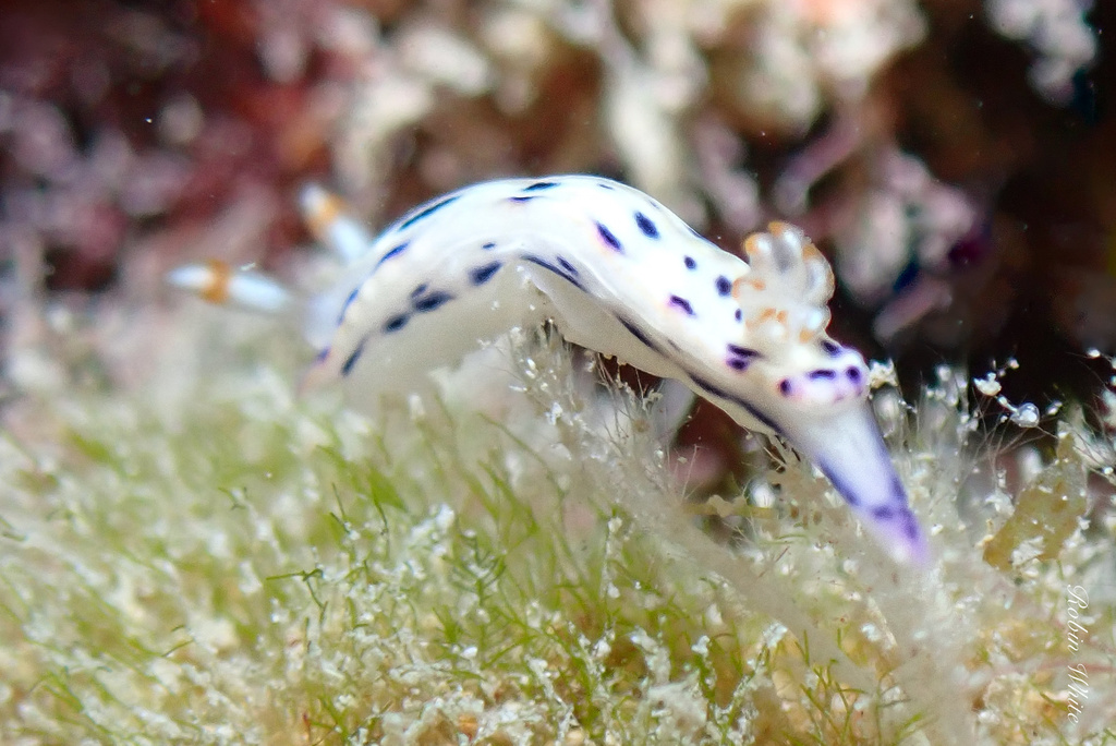 Bertsch's Nudibranch