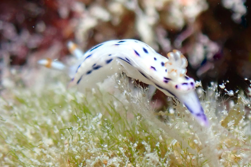 Bertsch's Nudibranch