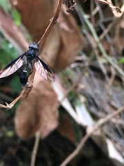 Mimocalla gigantea