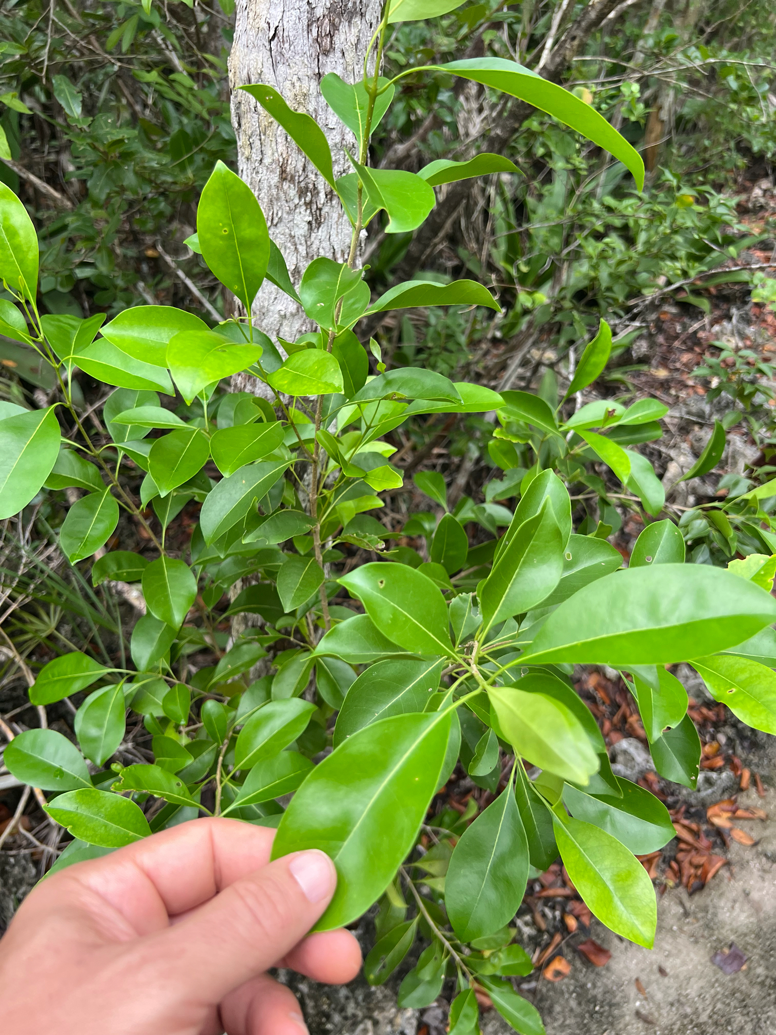 Cayman Ironwood (Chionanthus caymanensis)