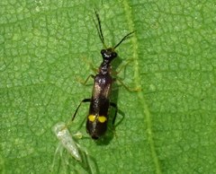 Malthinus balteatus
