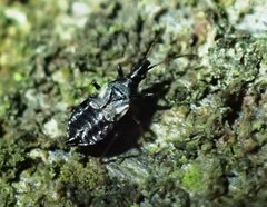 Temnostethus gracilis