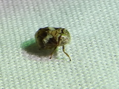 Clastoptera octonotata