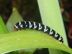 Xanthopastis regnatrix