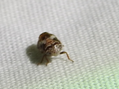 Clastoptera octonotata