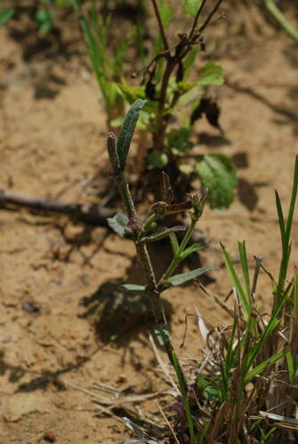 Centranthera cochinchinensis iNat (3)