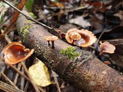 Polyporus leprieurii