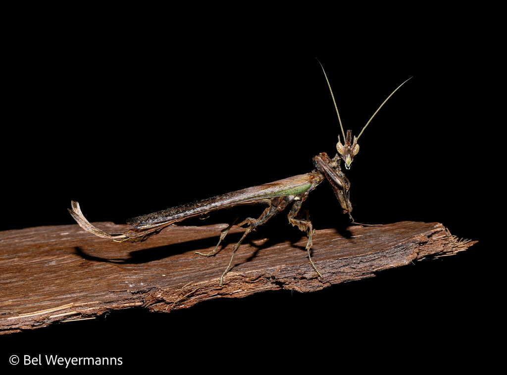 Brazilian Dragon Mantis from Reserva Águas do Brilhante, Itajaí, SC ...