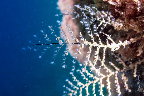 Pennaria disticha observed 2024-12-26