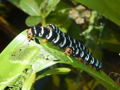 Xanthopastis regnatrix