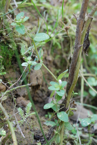 Limnophila fragrans iNat (2)