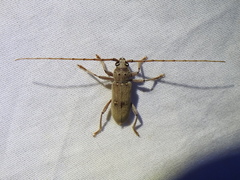 Eburia mutica