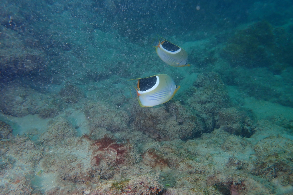 Blackblotch Butterflyfish