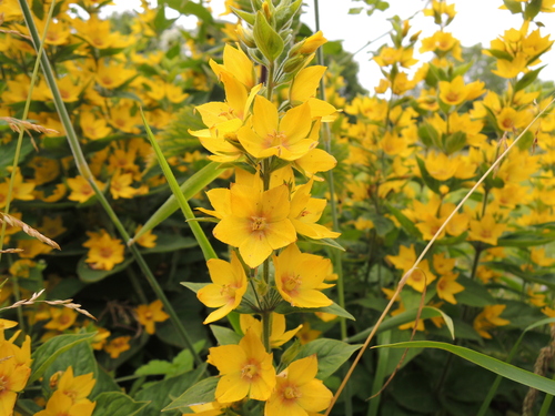 Dotted loosestrife (Lysimachia punctata)