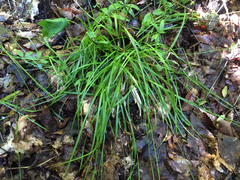 Carex deweyana