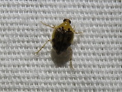 Peltodytes litoralis