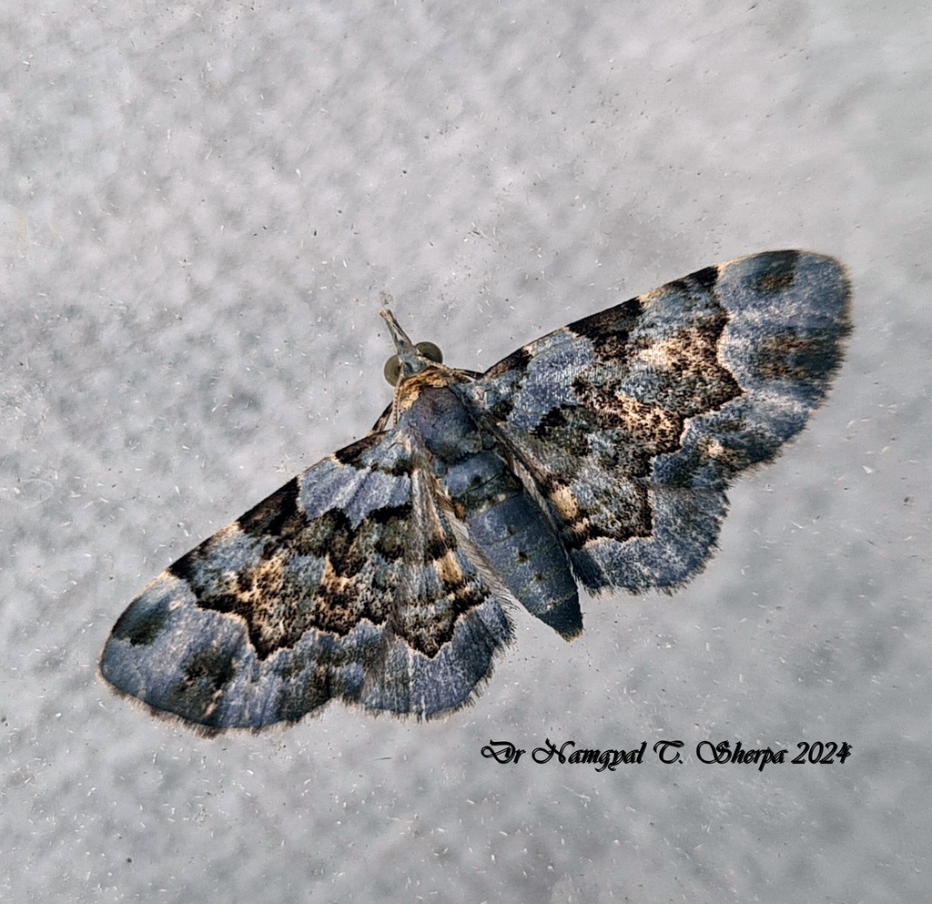 Ardonis filicata