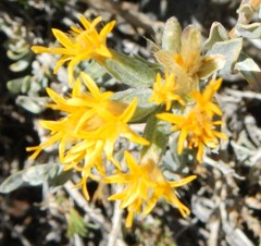 Tetradymia canescens