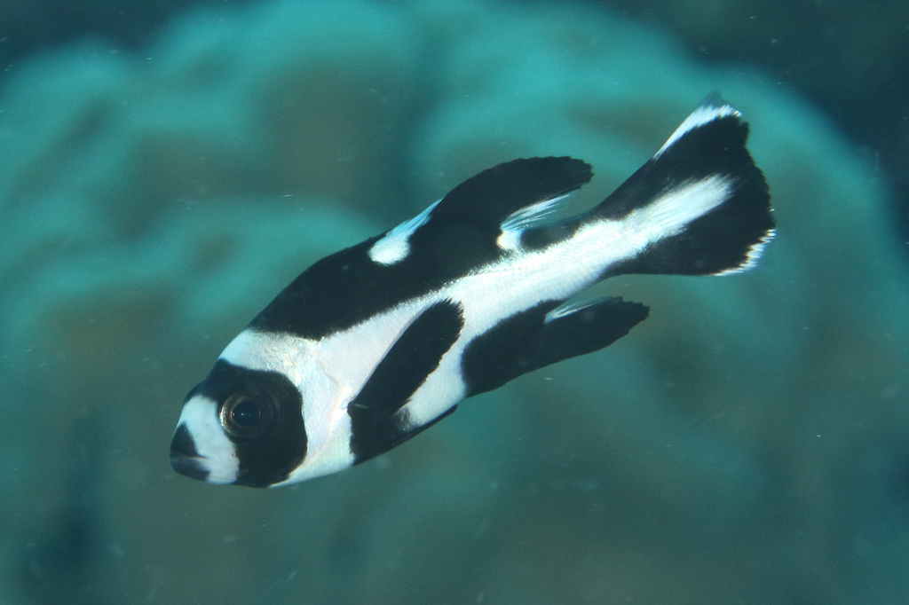 Foto de Pargo negro (Macolor niger)