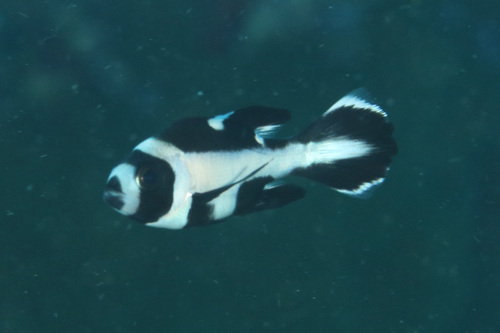 Foto de Pargo negro (Macolor niger)